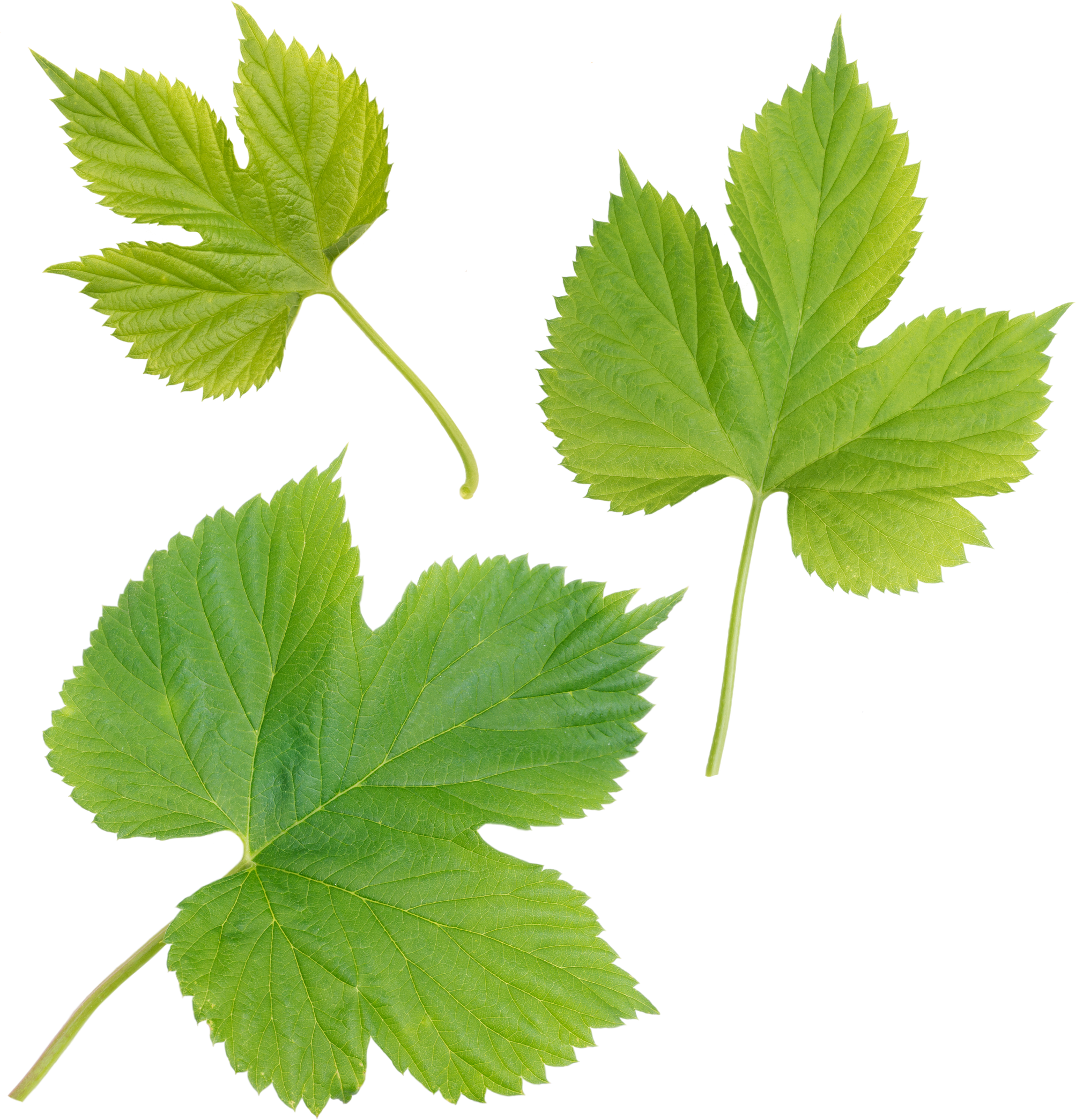 Set of three hop leaves isolated png