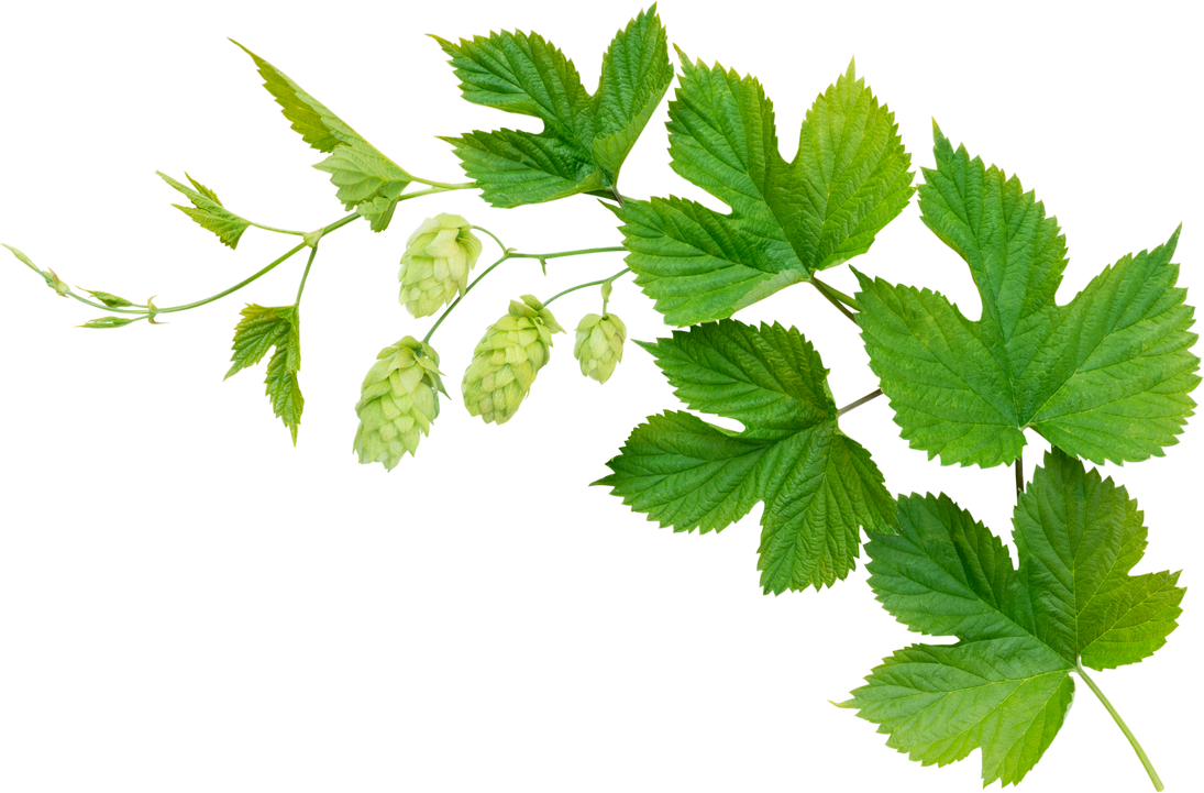 Hop branch with leaves and flowers isolated png